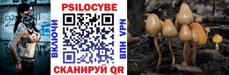 Купить где  Зуевка  Галлюциногенные грибы Psilocybe 